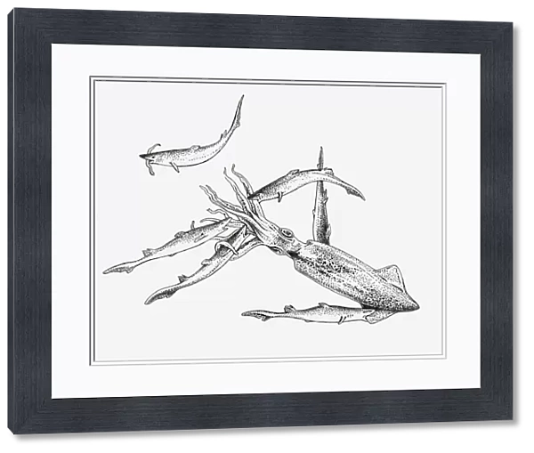 Black and white illustration of a pack of dogfish sharks hunting a squid