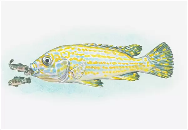 Illustration of mouthbrooder fish and babies