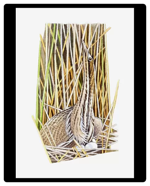Illustration of American Bittern (Botaurus lentiginosus) sitting on eggs in nest camouflaged by long grass and reeds