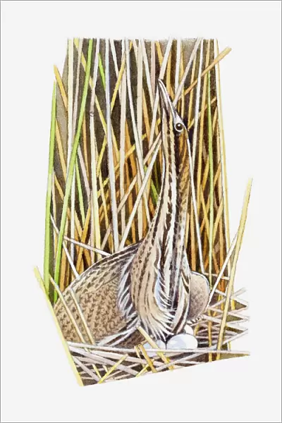 Illustration of American Bittern (Botaurus lentiginosus) sitting on eggs in nest camouflaged by long grass and reeds