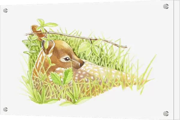 Illustration of young White-tailed Deer (Odocoileus virginianus) lying in long grass for protection