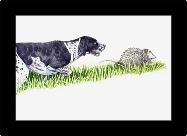Illustration of Pointer chasing Opossum (Didelphimorphia)