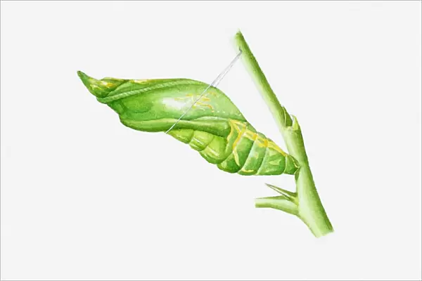 Illustration of Citrus Swallowtail (Papilio demodocus) butterfly cocoon on stem