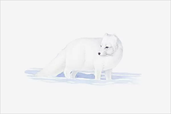 Illustration of white Arctic Fox (Vulpes lagopus) in snow