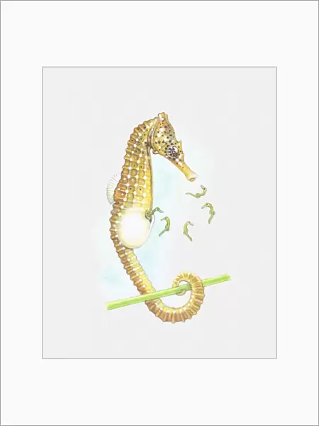 Illustration of seahorse giving birth