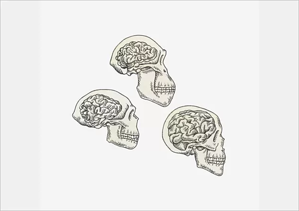 Illustration of skulls of Australopithecus, Homo erectus and Homo sapiens