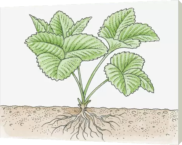 Illustration of strawberry plant with roots