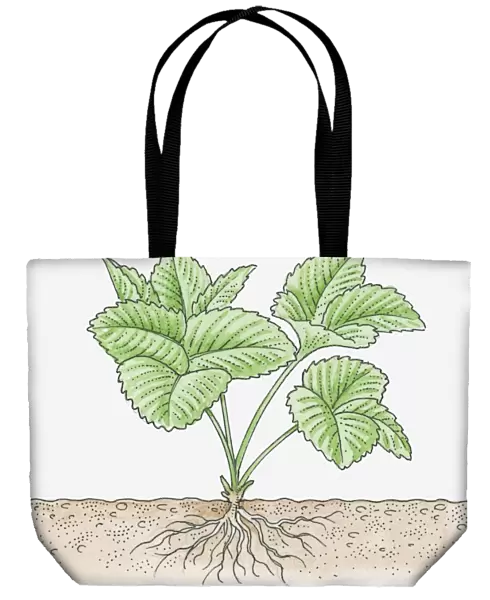Illustration of strawberry plant with roots
