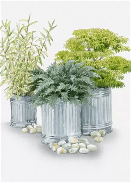 Illustration of plants grown in metal containers, Pleioblastus auricomus (Bamboo), Acer palmatum var dissectum (Japanese maple) and Juniperus procumenbs Nana (Bonin Island juniper)