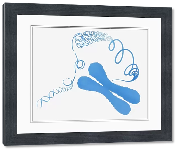 Illustration of chromosome structure