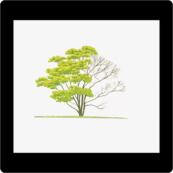 Illustration of Acer shirasawanum Aureum (Golden Full Moon Maple) showing shape of tree with and without leaves
