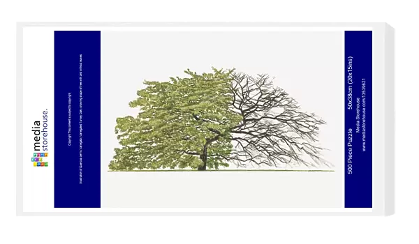 Illustration of Quercus cerris Variegata (Variegated Turkey Oak) showing shape of tree with and without leaves