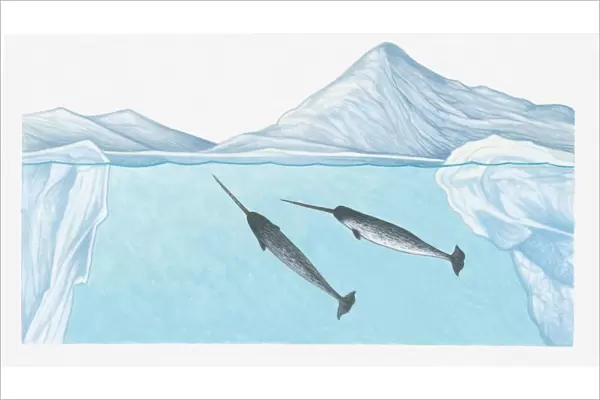 Illustration of Narwhals (Monodon monoceros) in freezing waters of the high Arctic very close to the North Pole