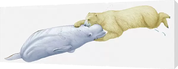 Illustration of polar bear attacking a Beluga whale