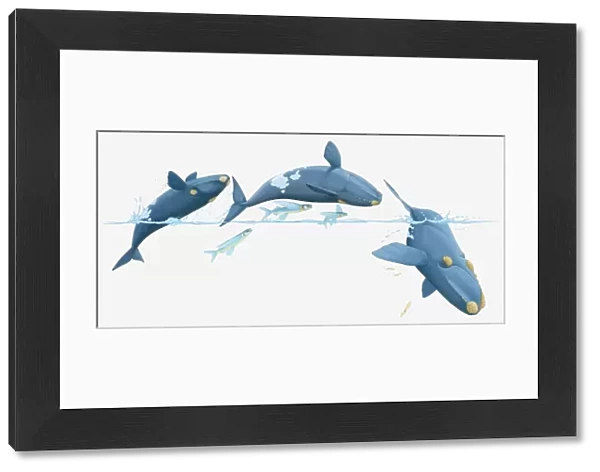 Illustration of whales and flying fish breaching