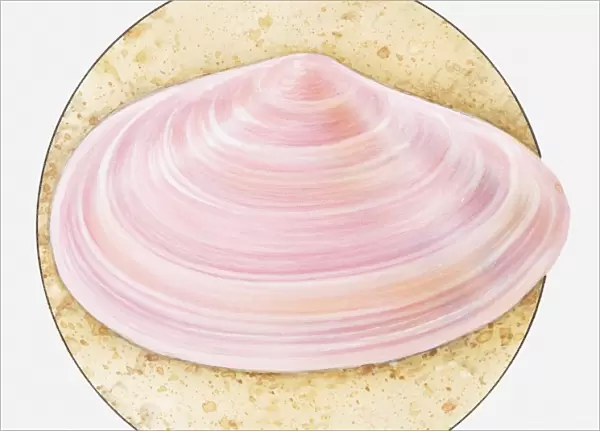 Illustration of Thin tellin (Tellina tenuis) shell in sand