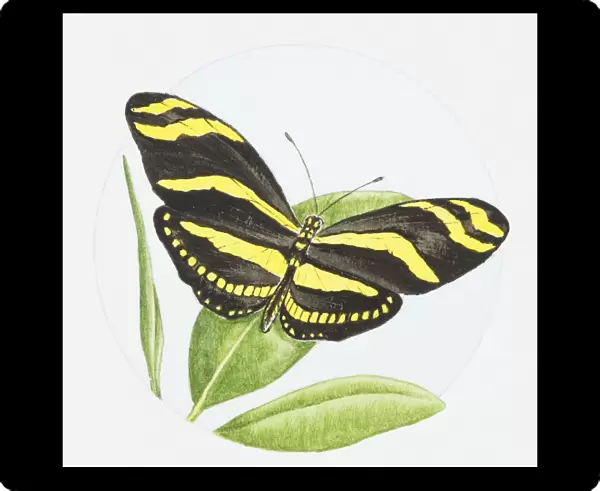 Illustration of Zebra butterfly (Heliconius charitonius) on a leaf