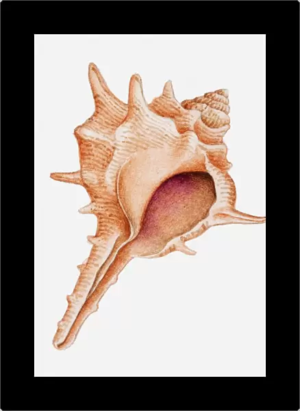 Illustration of Murex shell