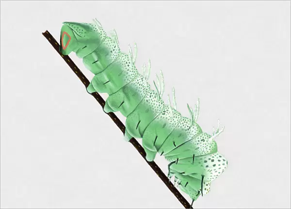 Illustration of green Atlas Moth (Attacus atlas) caterpillar on stem