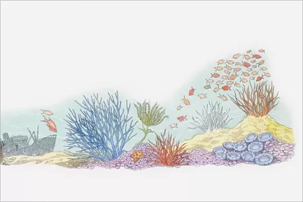 Illustration of sea life including octopus, shoal of fish, coral, and shipwreck in background