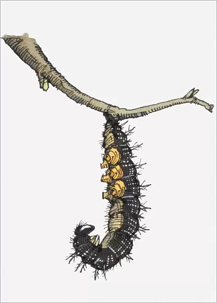 Illustration of European Peacock (Inachis io) caterpillar hanging from branch