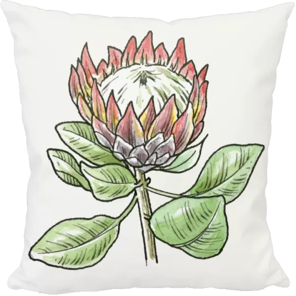 Illustration of King Protea (Protea cynaroides) with large flower head and green leaves