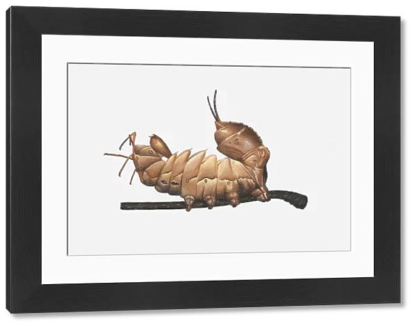 Illustration of Lobster Moth (Stauropus fagi) caterpillar on stem