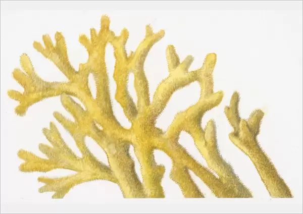 Illustration of yellow coral
