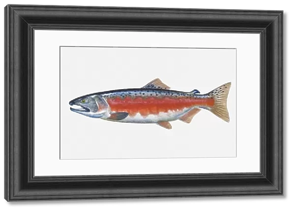 Illustration of male Coho Salmon (Oncorhynchus kisutch) fish