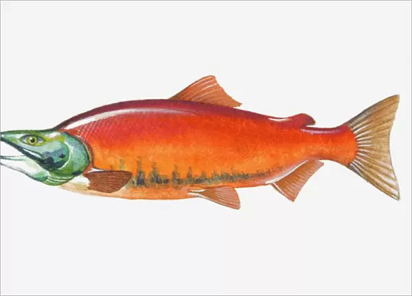 Illustration of male Sockeye Salmon (Oncorhynchus nerka) fish