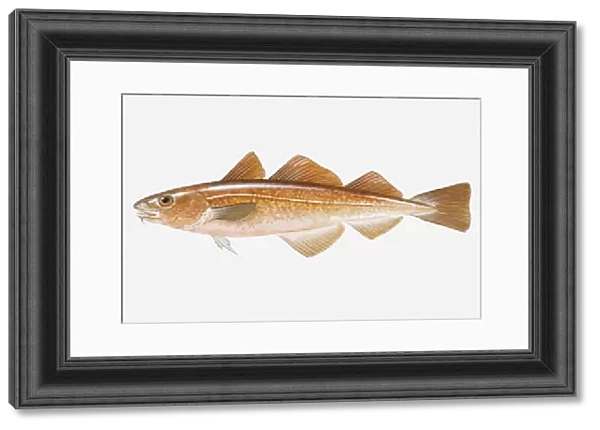 Illustration of Red Cod (Pseudophycis) fish