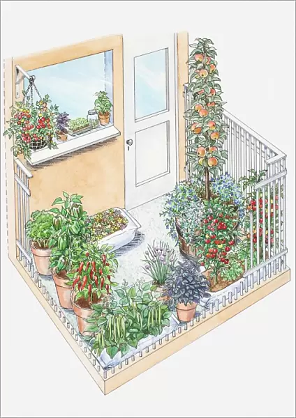 Illustration of potted herbs and fruit trees on a small patio area