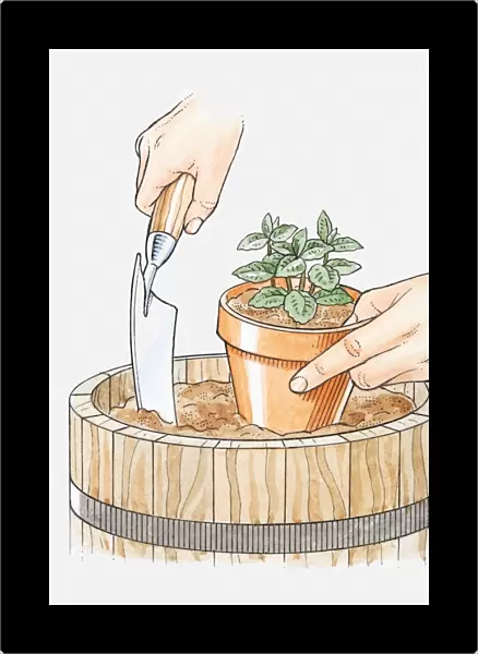 Illustration of hands planting mint in its pot in a larger container, to restrict root growth, using a trowel, close-up
