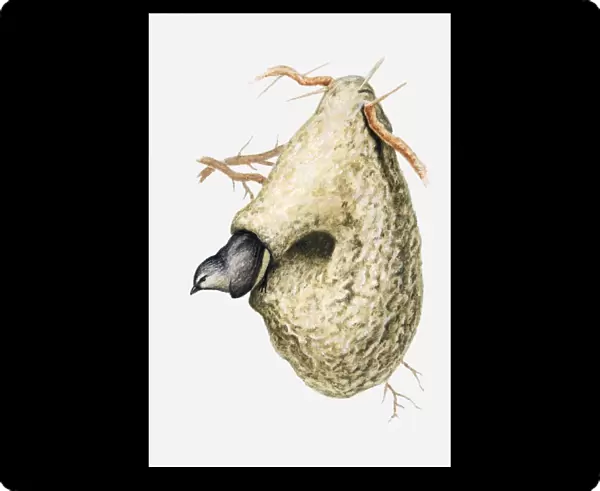 Illustration of Cape penduline tit (Anthoscopus minutus) emerging from hole in nest