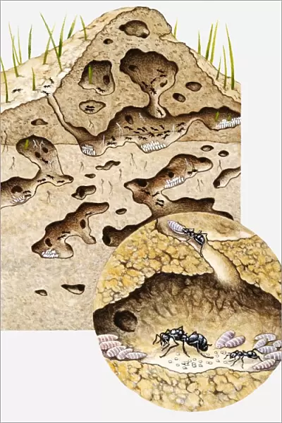 Cross-section illustration of tunnel system inside nest of Black garden ant (Lasius niger)