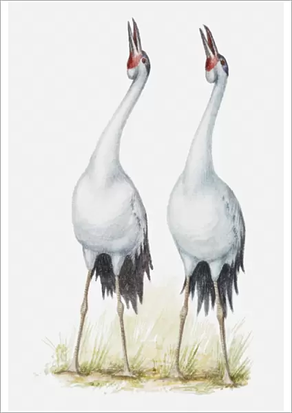 Illustration of a pair of cranes singing together, side by side