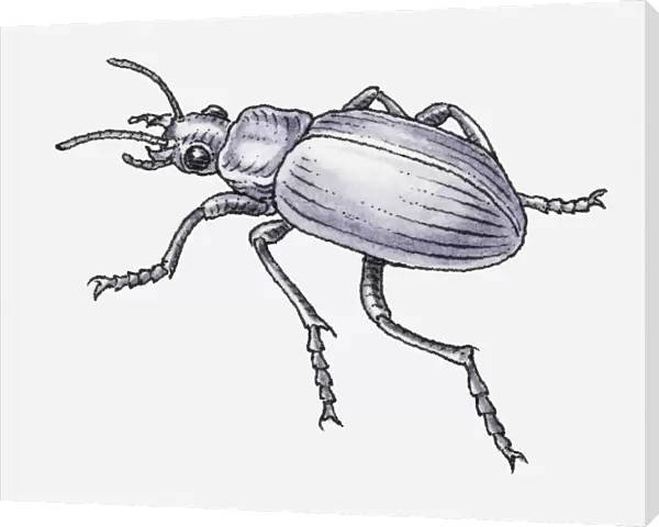 Black and white illustration of Common Black Ground Beetle (Pterostichus melanarius)
