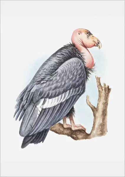 Illustration of California condor (Gymnogyps californianus) perching on tree branch, side view