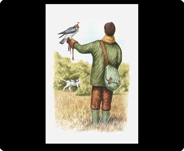 Illustration of falconer with a hooded falcon perching on his arm and pointer dog nearby