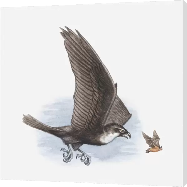 Illustration of a Bat hawk (Macheiramphus alcinus) chasing a bat, side view