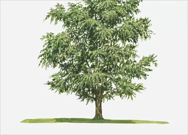 Ginkgo (Ginkgo biloba) tree