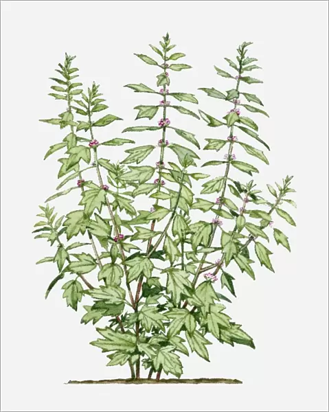 Leonurus cardiaca (Motherwort) with small pink flowers and green leaves on long stems