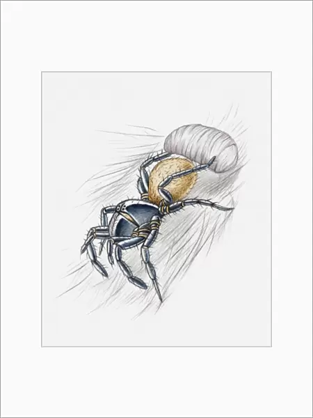 Illustration of a spider wrapping its prey in a silken cocoon