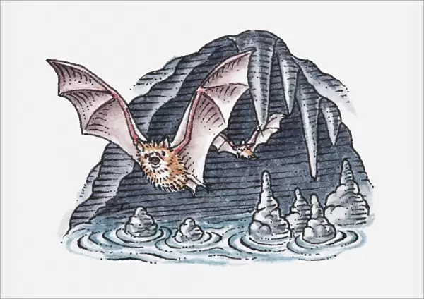 Illustration of bats flying out of cave