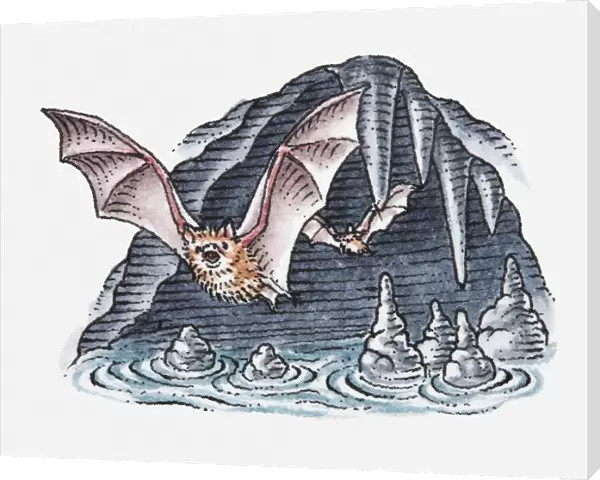 Illustration of bats flying out of cave
