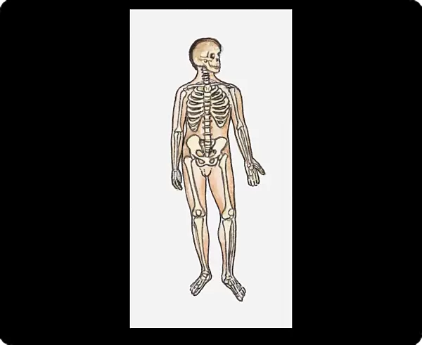Illustration of skeletal system of the human body