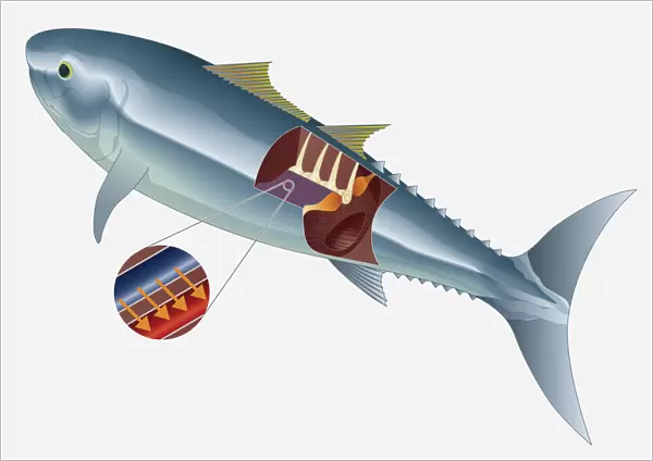 Digital illustration of deep muscle-tendon of Tuna
