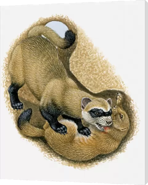 Illustration of Black-footed Ferret killing Prairie Dog in its burrow