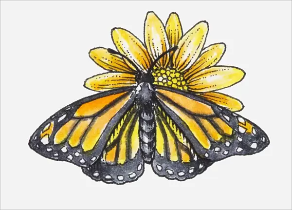 Illustration of female Monarch butterfly (Danaus plexippus) feeding on nectar from yellow flower