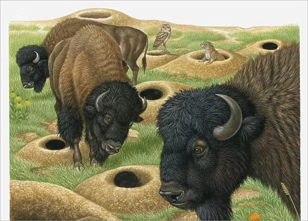 Illustration of American Bison looking at burrow and Black-tailed Prairie Dog, with Burrowing Owls in background